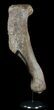 Hadrosaur (Duck-Billed Dinosaur) Humerus - North Dakota #51316-2